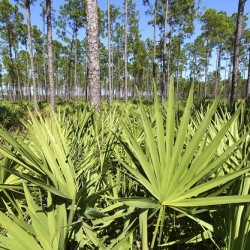 Does saw palmetto clear acne?