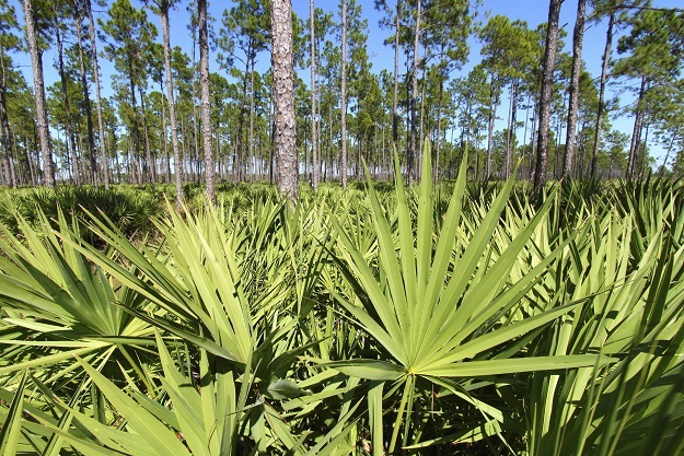 Does saw palmetto clear acne?