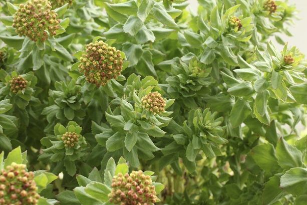 Rhodiola rosea does cure acne.