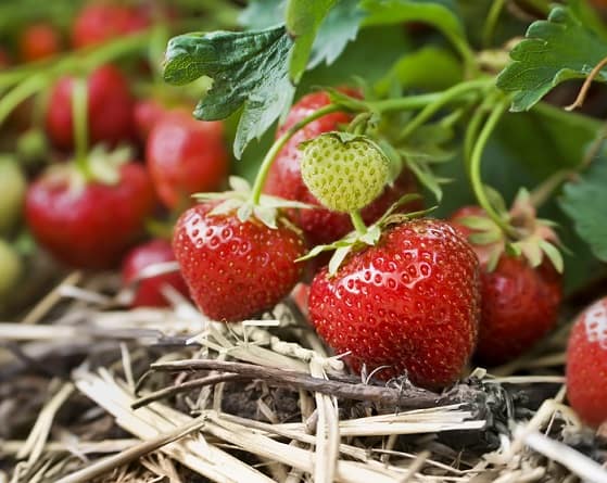 Do strawberries clear or cause acne?