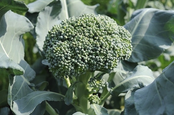 Vitamin E in broccoli clears acne. 