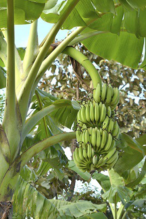 Are bananas covered with pesticides and chemicals?