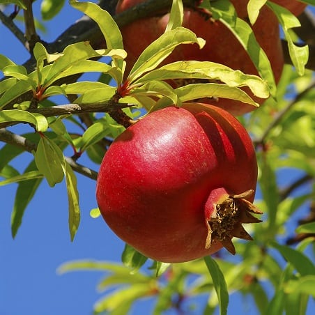 Cheap dietary tricks - pomegranate seeds.
