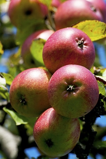 Do apples help clear acne and skin?