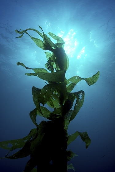 Does iodine in seaweed cause acne?