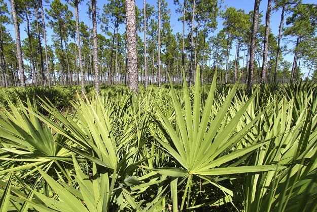 Saw Palmetto cures oily skin and acne.