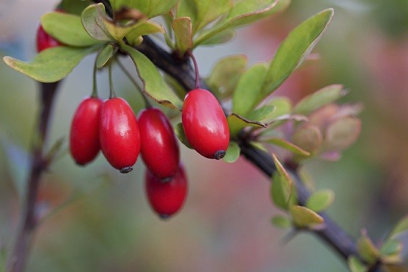 Does berberine cure acne?