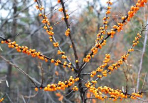 Best topical treatments for acne - sea buckthorn oil.