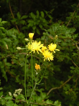 Dandelion root supplements for acne and clear skin.
