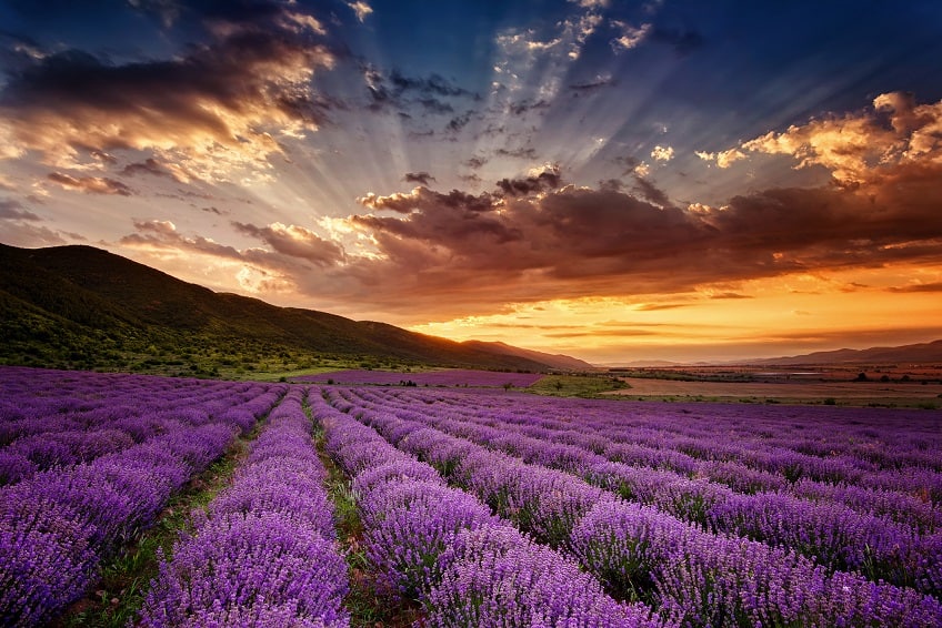 Does lavender essential oil clear acne and pimples?