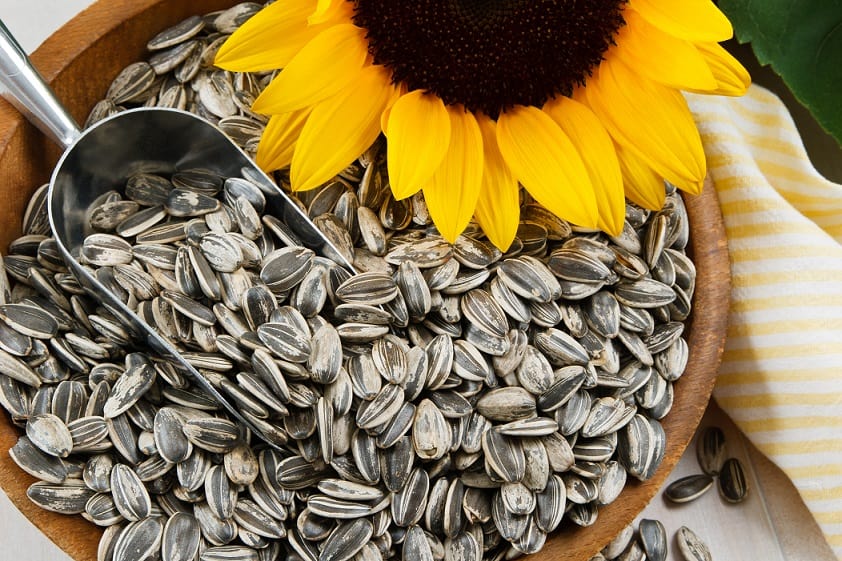Why sunflower seeds can cause acne and pimples.