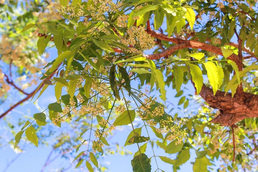 Can neem leaves or neem oil clear acne?