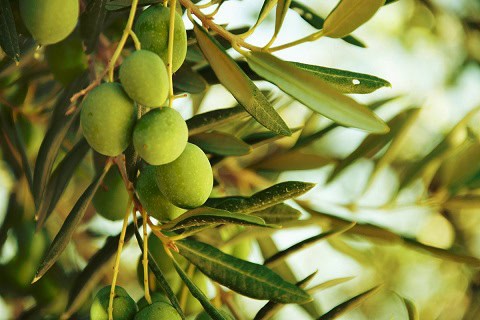 Best olive leaf extract supplement brands