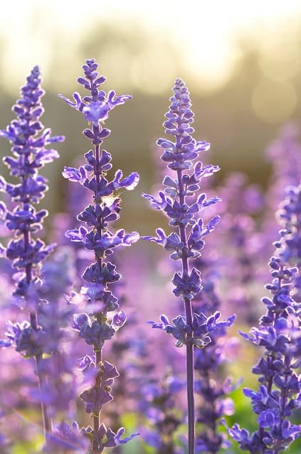 The purest and most nutritious clary sage essential oil brands.
