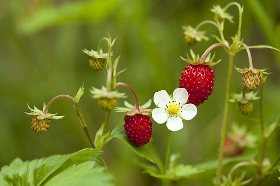 Fun acne remedies - wild berries.