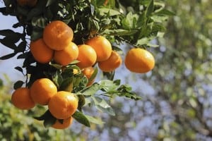 Why topical citrus fruits worsen acne.