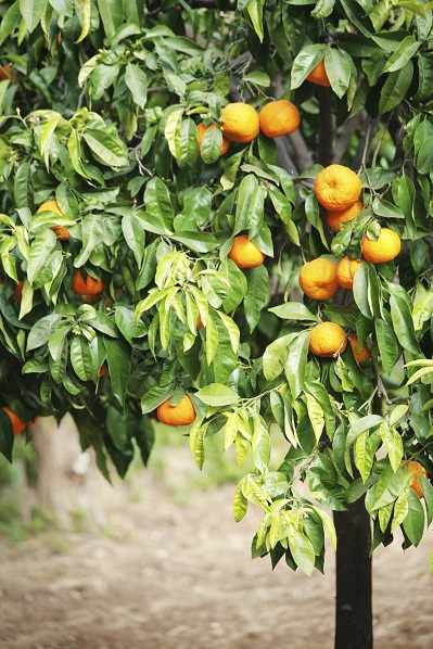 Alcohol defending skin/acne foods - oranges.