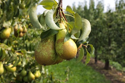 Alcohol defending acne/skin foods - pears.