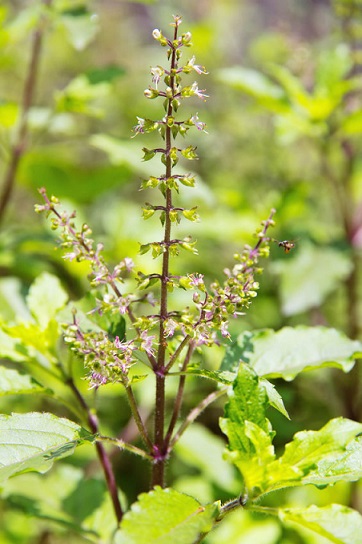 African basil - proven to clear acne.