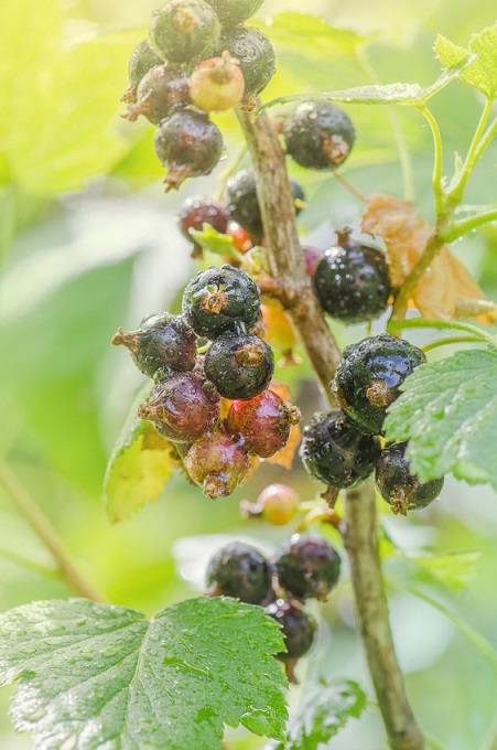 Blackcurrant study - collagen, acne and estrogen.