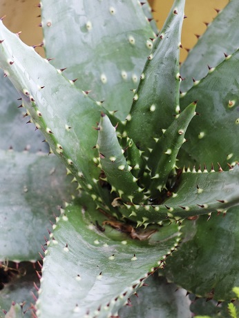 The history of aloe vera for skincare and acne.