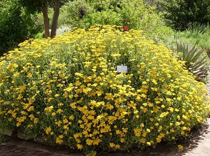 Helichrysum odoratissimum impepho acne remedy