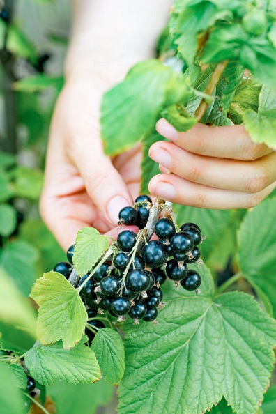Obscure acne facts - blackcurrant for ageing.