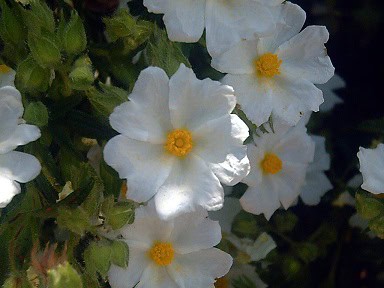 Cistus salviifolius possible acne remedy