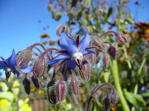 Borago officinalis borage oil acne