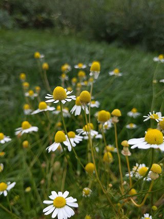 Matricaria German chamomile tea acne