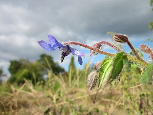 borage oil borago officinalis acne